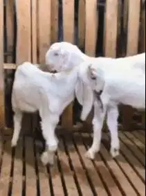 sepasang anakan bibit kambing etawa super 5 bln 1 jantan 1 betina puas