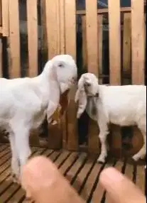 sepasang anakan bibit kambing etawa super 5 bln 1 jantan 1 betina puas