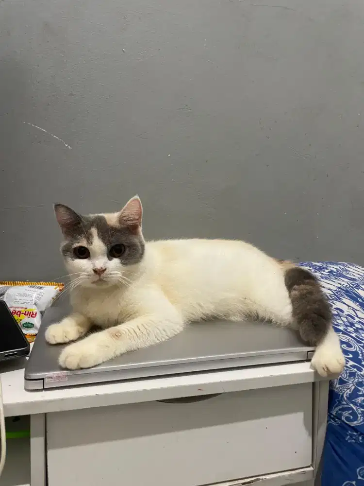 Bsh british short haor betina calico dilute