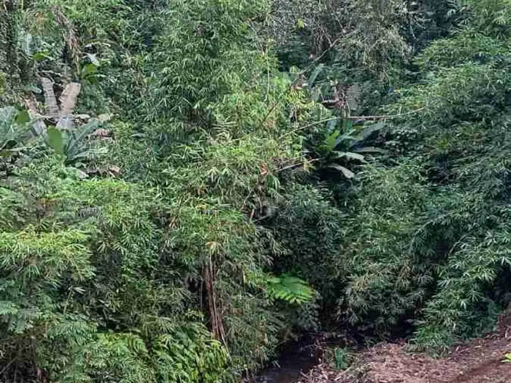 Tanah Los Sungai View Jungle di Tegalalang Ubud Bali - Thumbnail 5