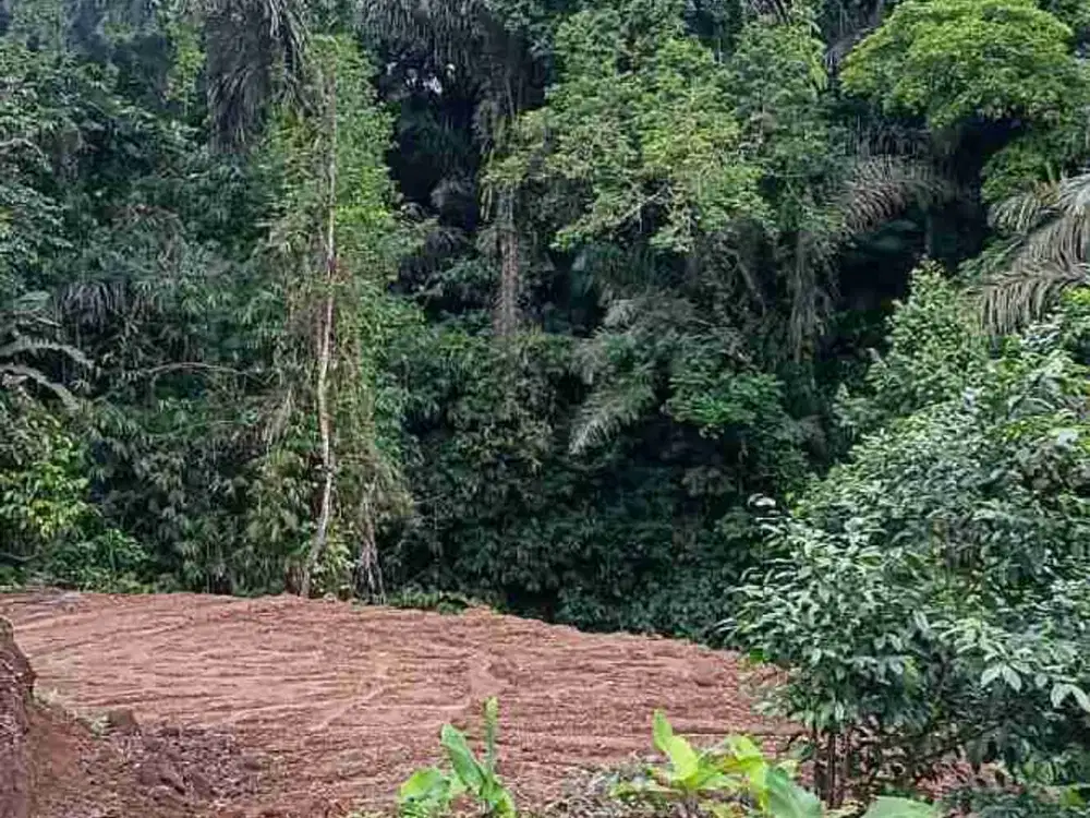 Tanah Los Sungai View Jungle di Tegalalang Ubud Bali - Thumbnail 9