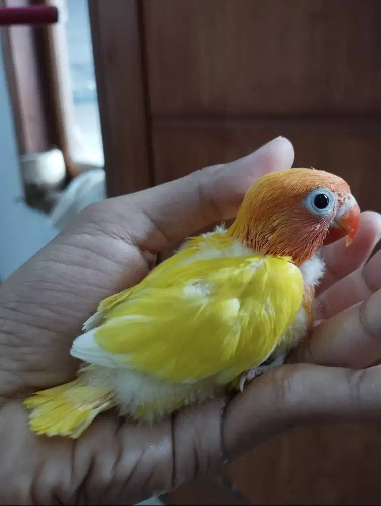 Lolohan burung lovebird/LB