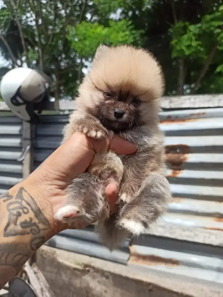 anak anjing minipom no mix
