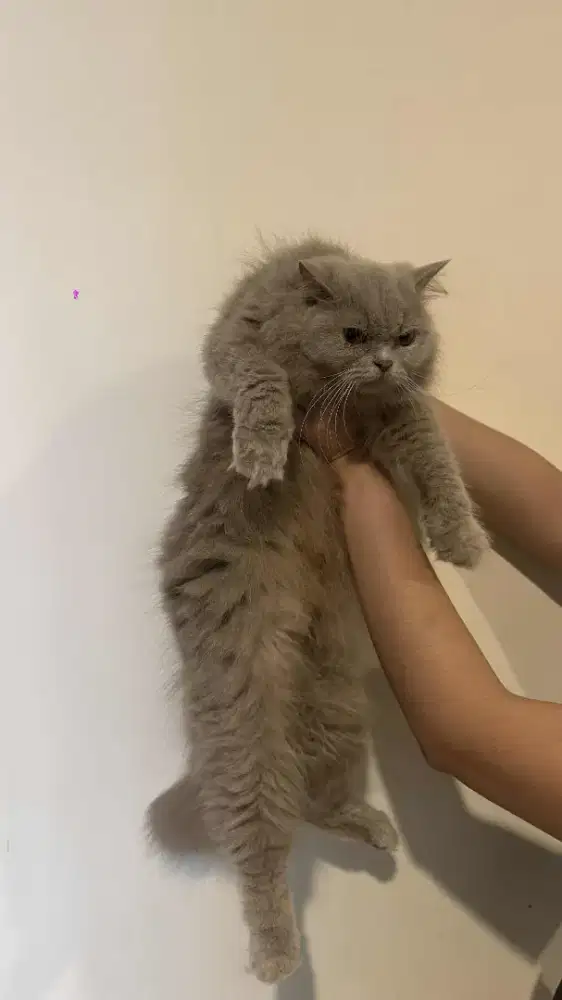 Kucing British Longhair lilac line ped betina