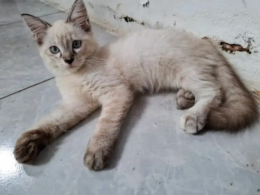 Kitten kucing putih hitam