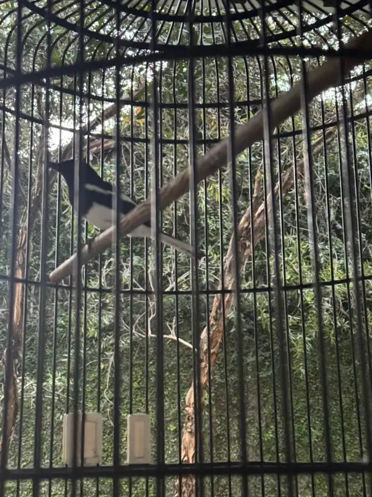 Burung Kacer Jantan Gacor Jelambar + Sangkar Besar Bird