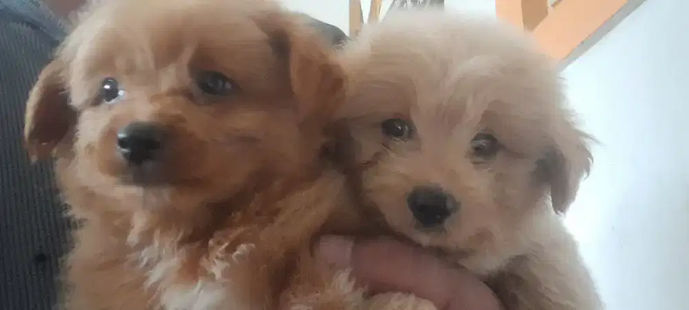 Anakan pudel gendut lincah lucu gemesin