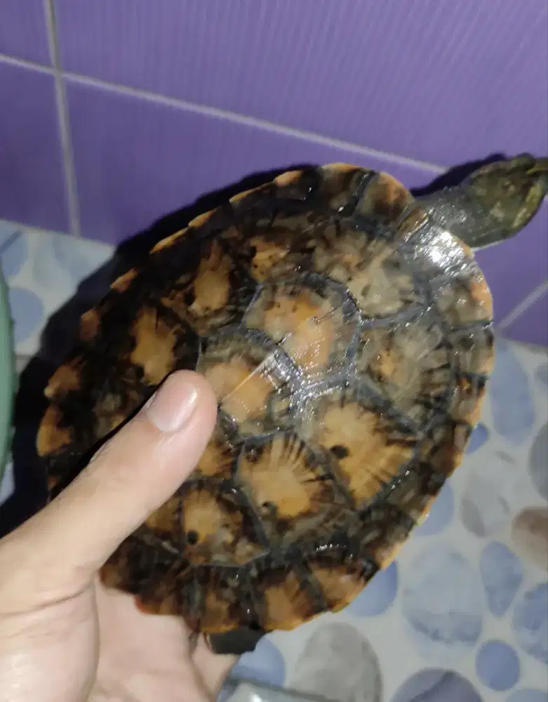 Kura kura air dada pink