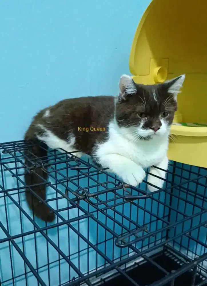 Kucing BSH British Shorthair Bicolor Cinnamon Choco Jantan 5 bulan