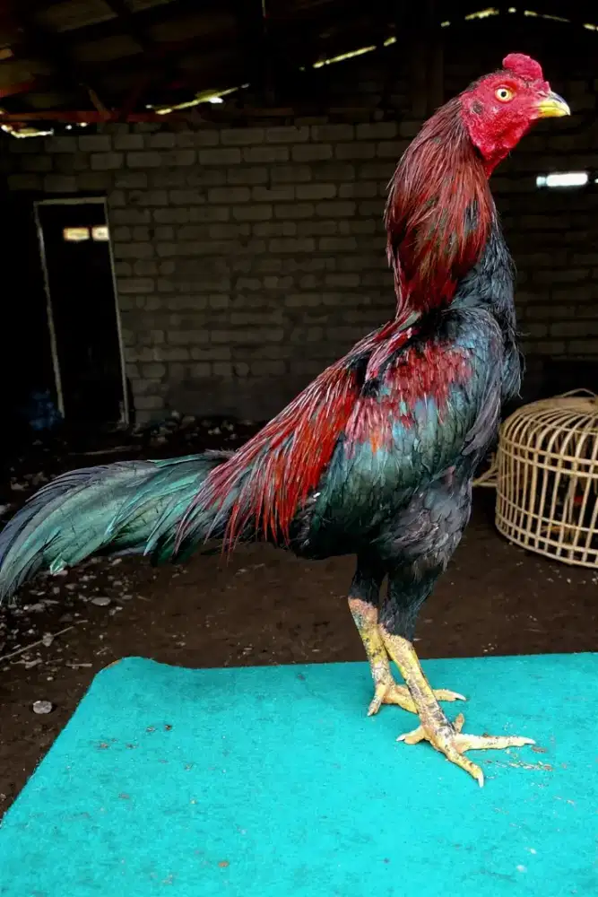 Jago Phanat X Pakhoy