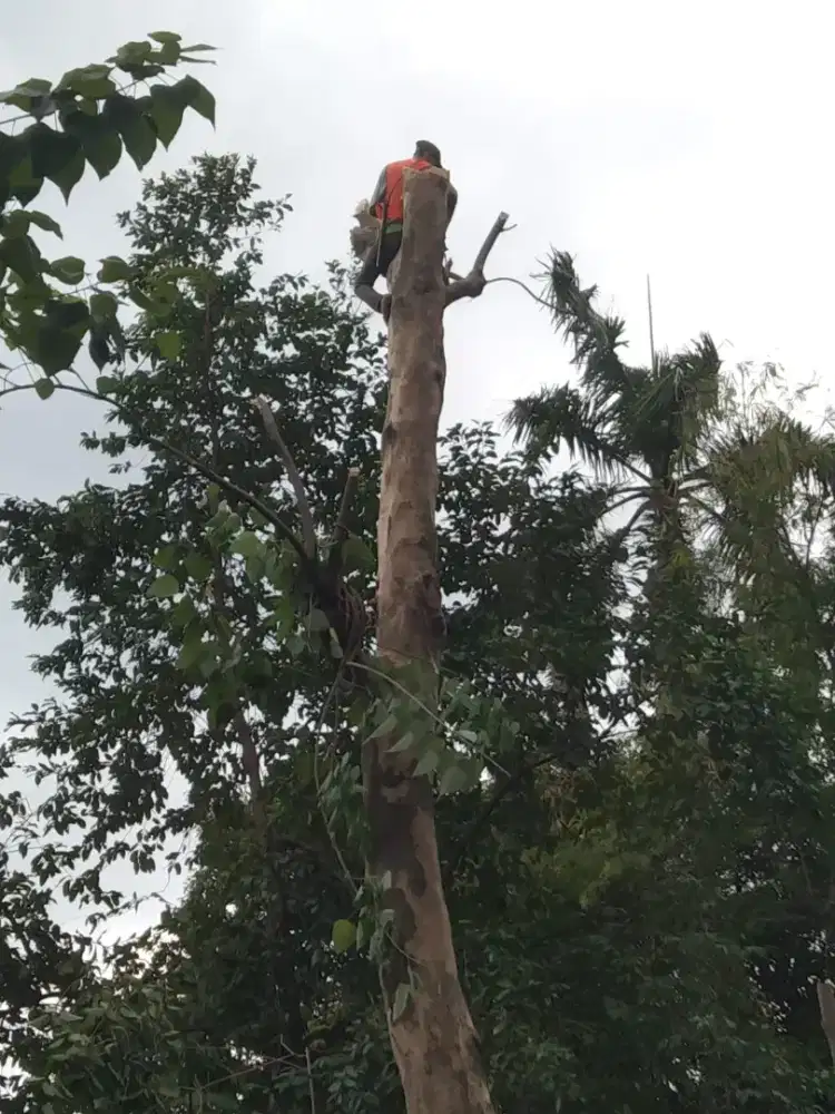 Jasa penebangan pohon jabode tabeks