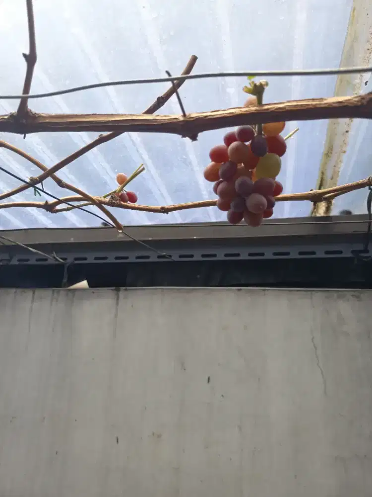 Pohon anggur jupiter berbuah