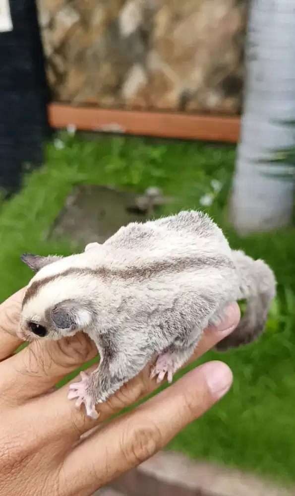 Sugar glider platinum silver jantan joey