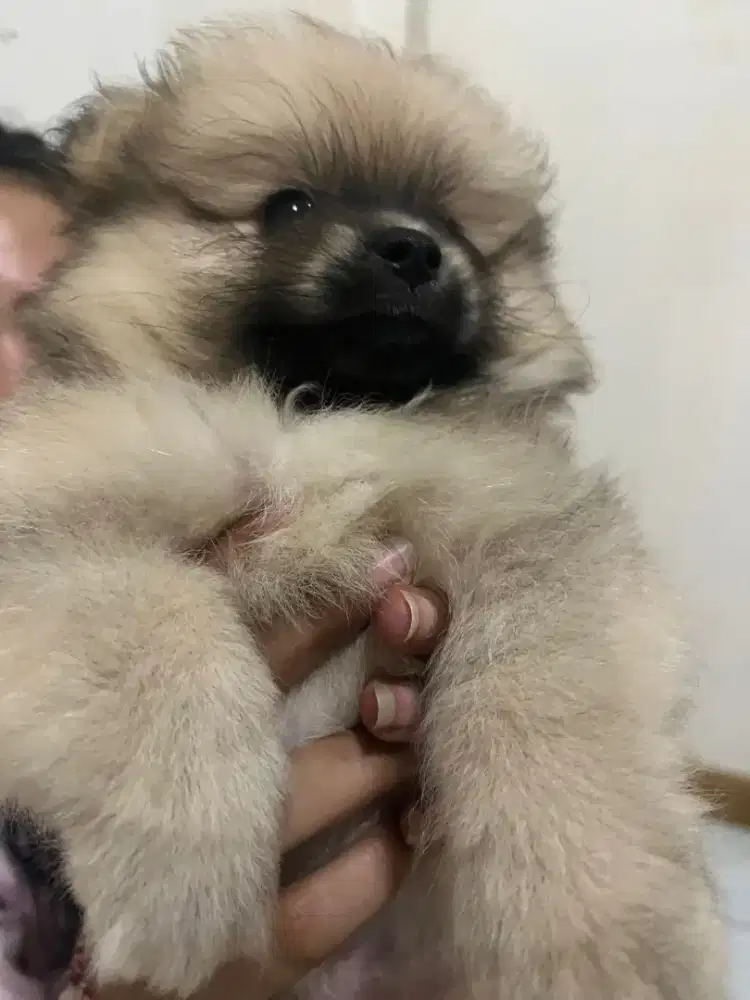 Open adop pupies jenis pomerian