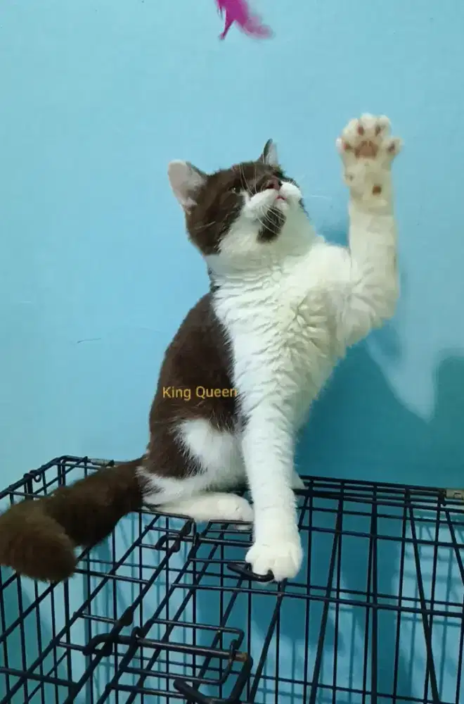 Kucing British Shorthair BSH Cinnamon Choco Bicolor Jantan 5 bulan