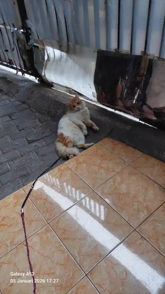 Kucing persia longhair jantan