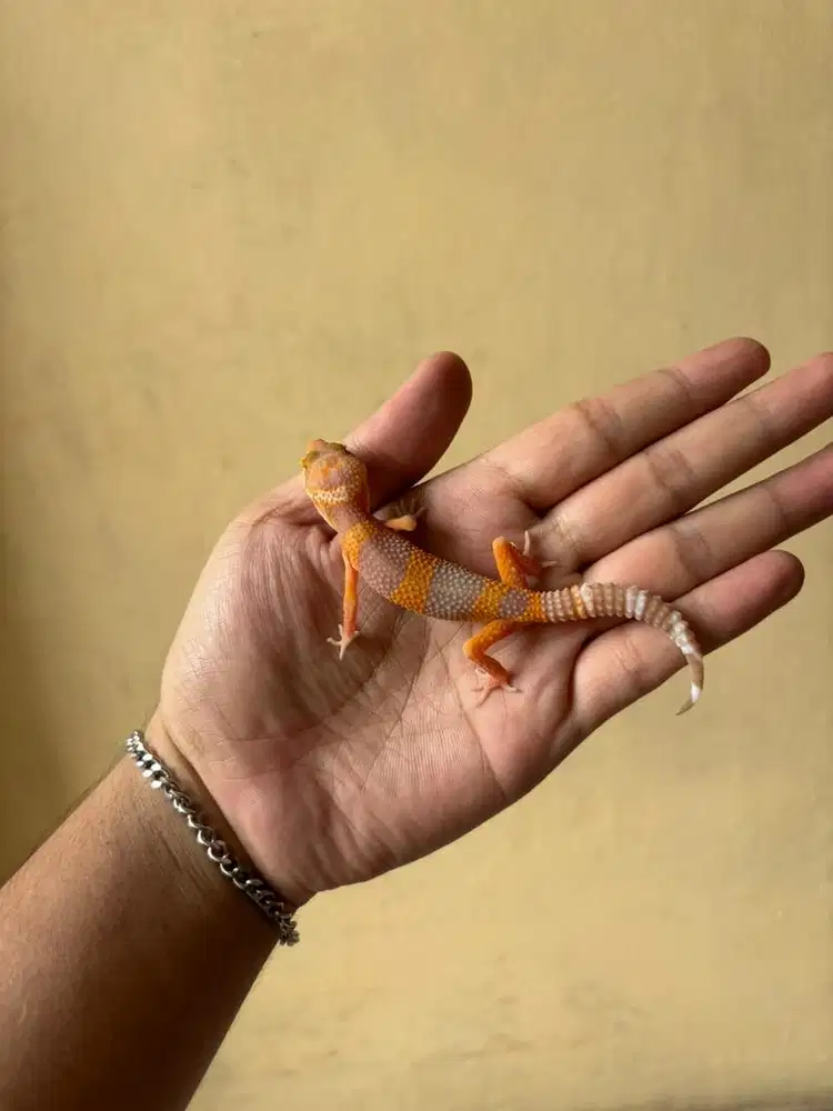 leopard gecko perfec condition