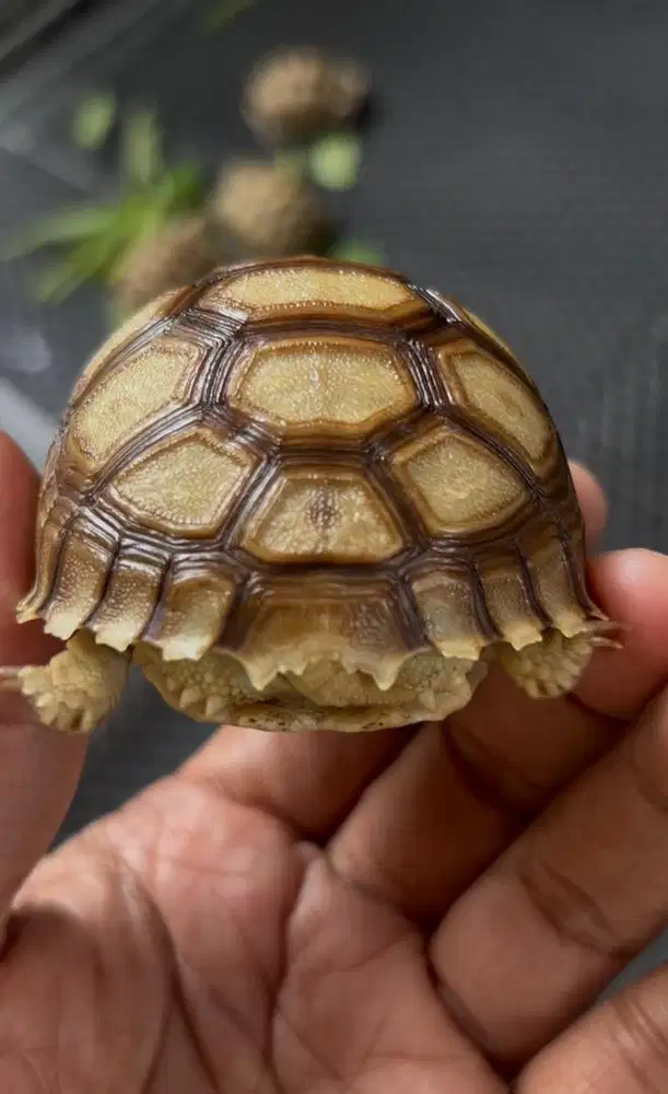sulcata cerah bulet hight dome