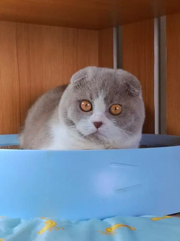 Kucing Lucu Scottish Fold BSH