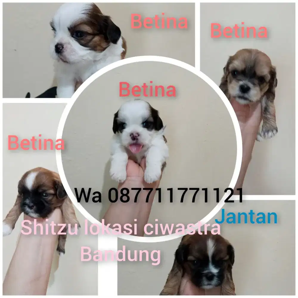 Shitzu 4 Betina 1 Jantan