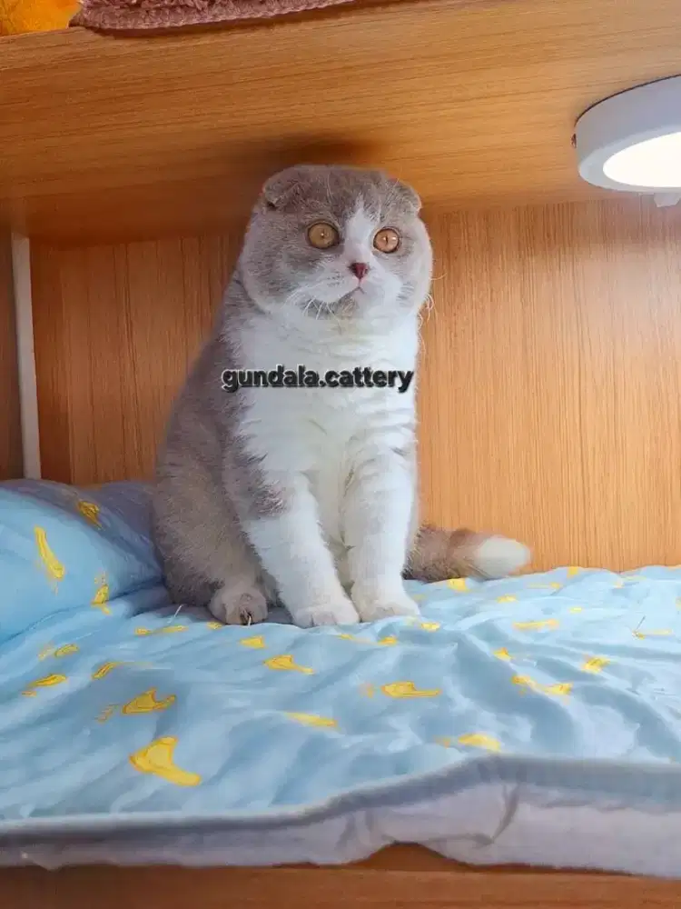 Kucing BSH Scottish Fold