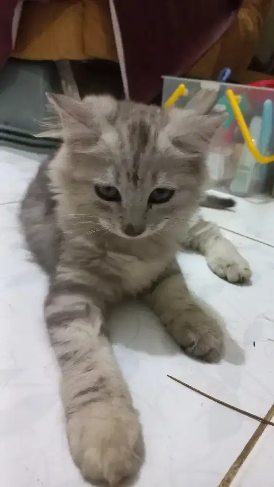 OPEN ADOPPT KUCING PERSIA ABU JANTAN