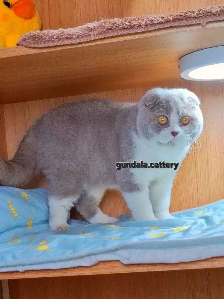 KUCING SCOTTISH FOLD BSH