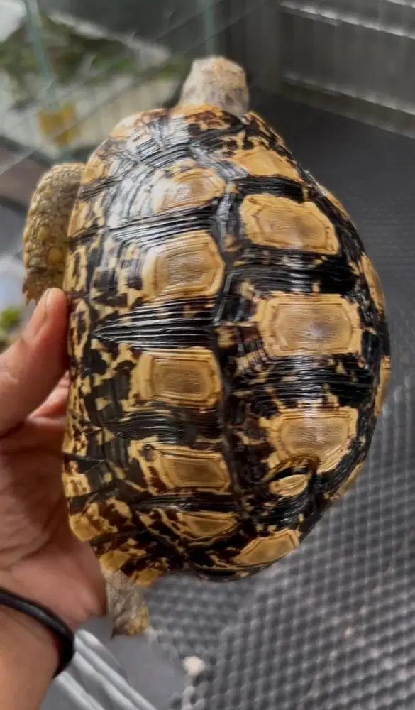 Pardalis kinclong 14 scute