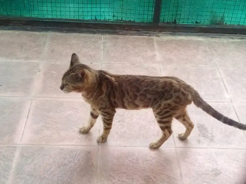 Kucing indukan jantan sudah vaksin