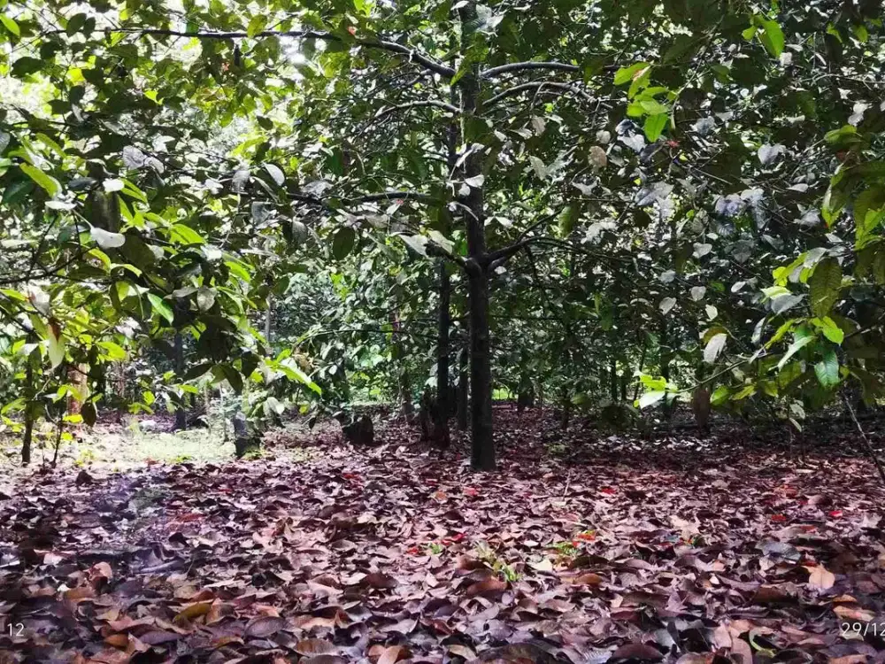 Dijual Murah Tanah Kebun Manggis di Dayeuhkolot Sagalaherang Subang