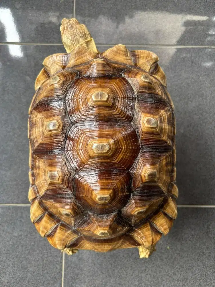 Sulacata female 30 cm lebih