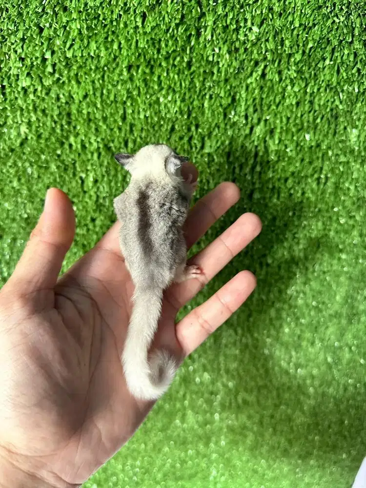 Sugar Glider Joey Mozaik