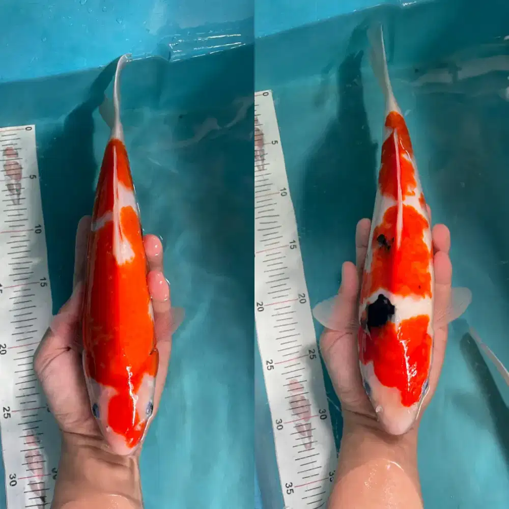 ikan koi kohaku, sanke 32-34cm