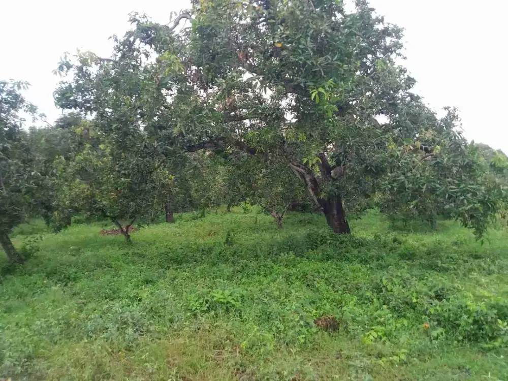 Lahan kebun mangga siap panen luas 1 HA harga 800 juta, 11 km dari Gerbang tol Rembang, Pasuruan