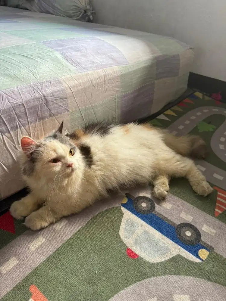Kucing persian longhair