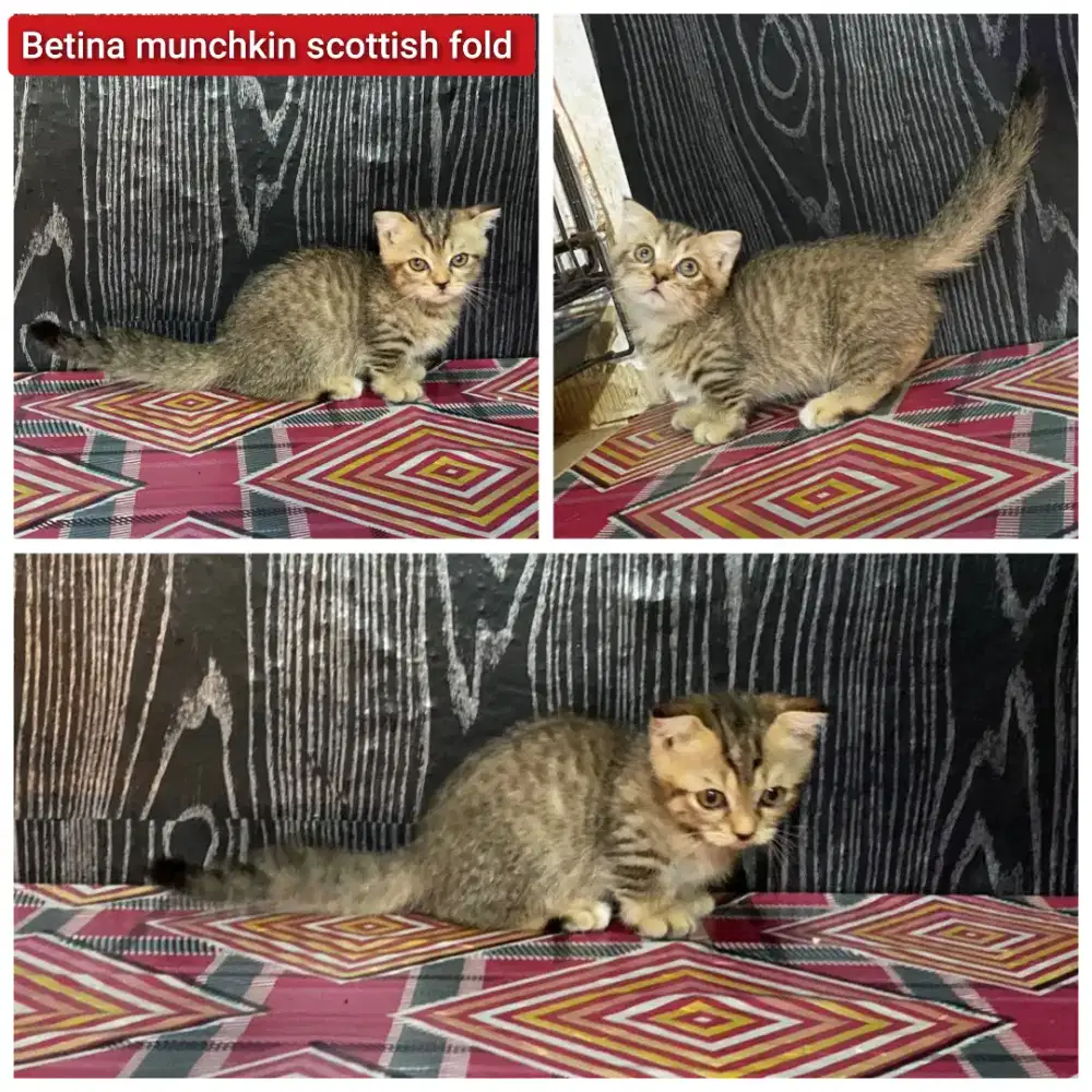 Lepas adopsi kucing persia munchkin