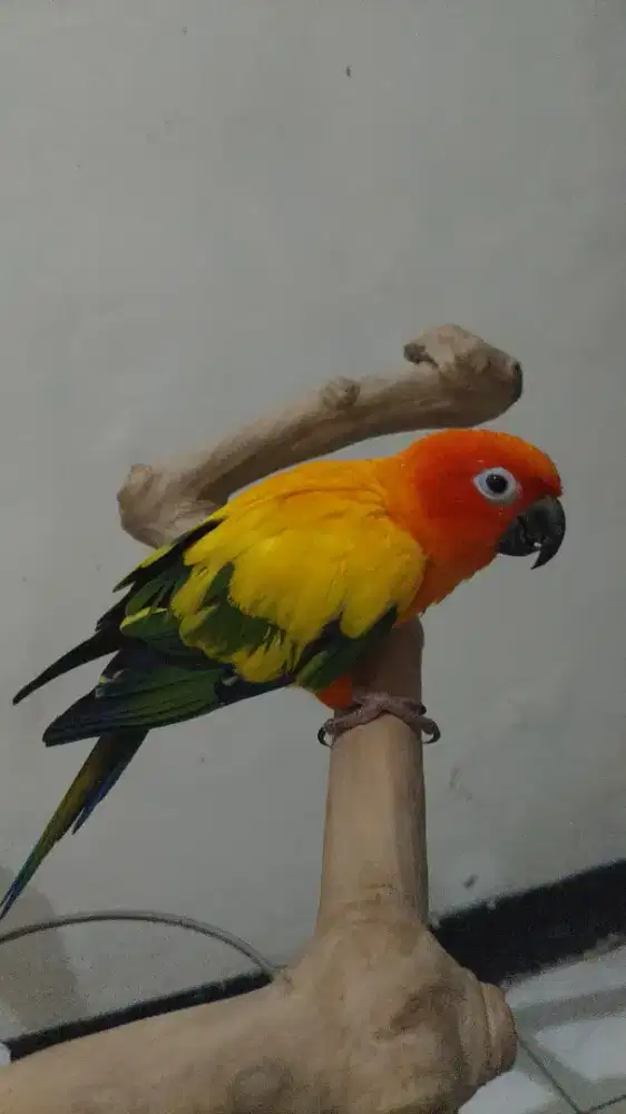Sunconure jinak aman buat main