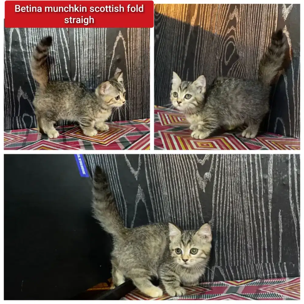 Lepas adopsi kucing persia munchkin betina