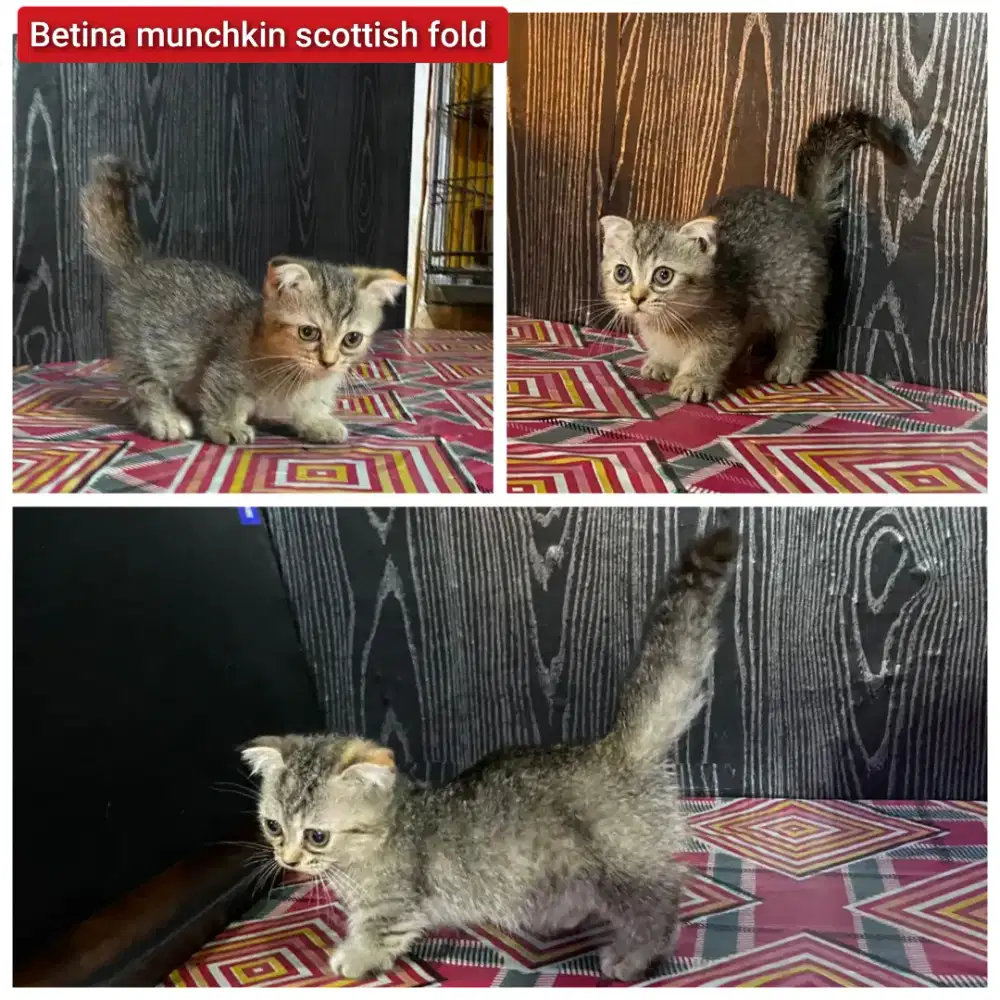 Lepas adopsi kucing persia munchkin scottish fold