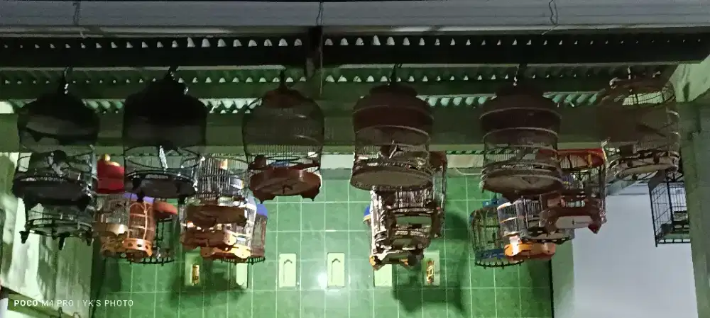 Perkutut Lokal & Beberapa Perkutut Warna