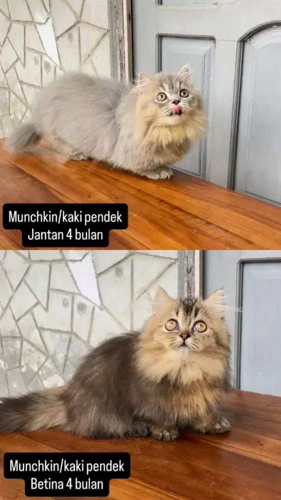 Munchkin/kaki pendek