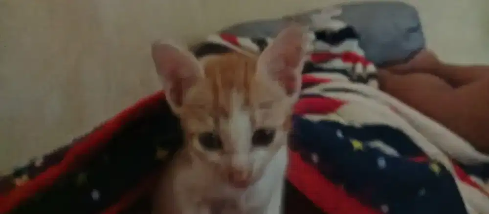 Yang butuh cat sitter ( penjaga kucing )