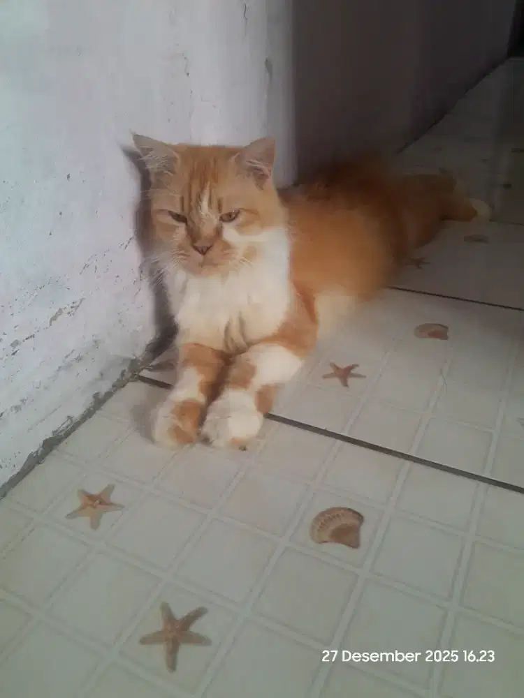 Kucing persia orange betuna