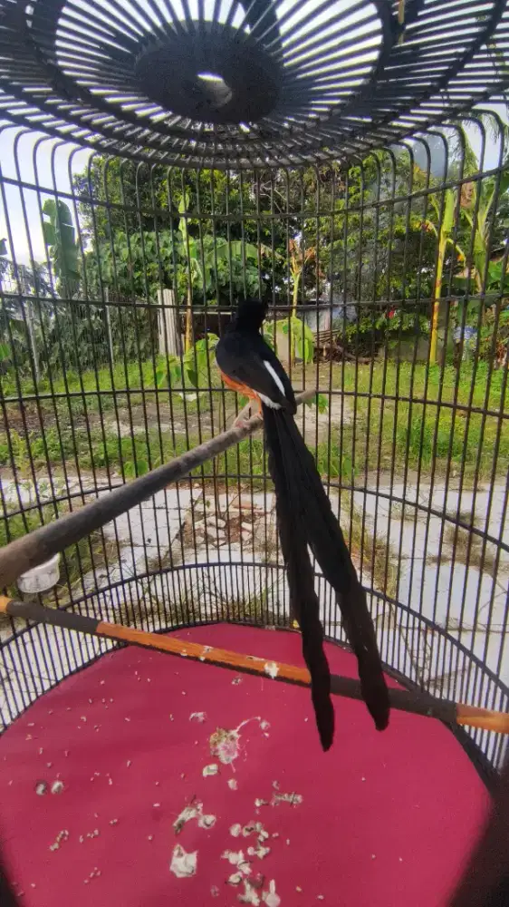 Muray batu ekor panjang