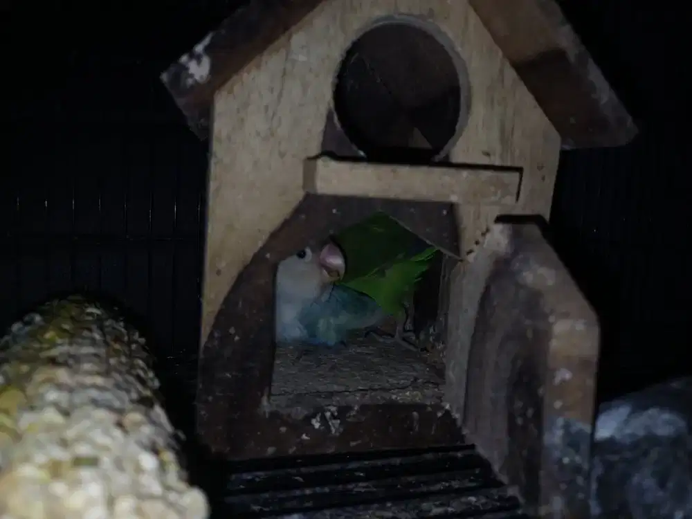 Dijual indukan Lovebird