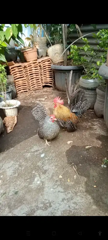 Ayam Kate jali sepasang