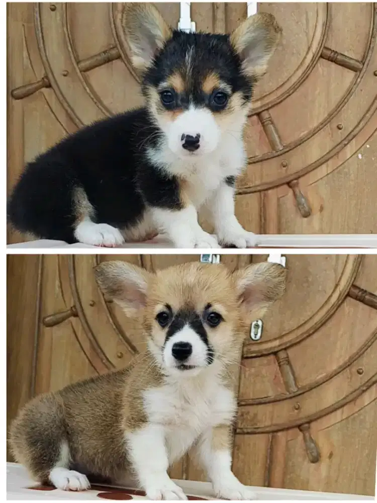 Corgi puppies non stb