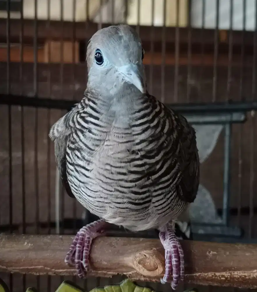 PERKUTUT LOKAL KALUNG TEPUNG/DARINGAN KEBAK