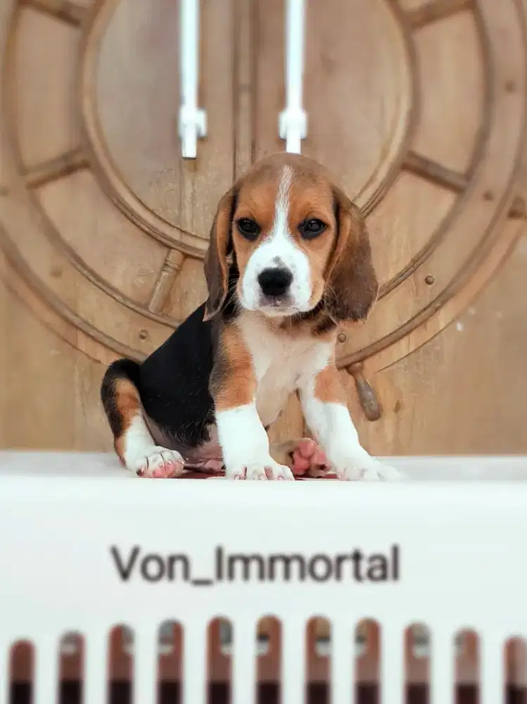 Beagle Jantan Stambum Vaksin Premium