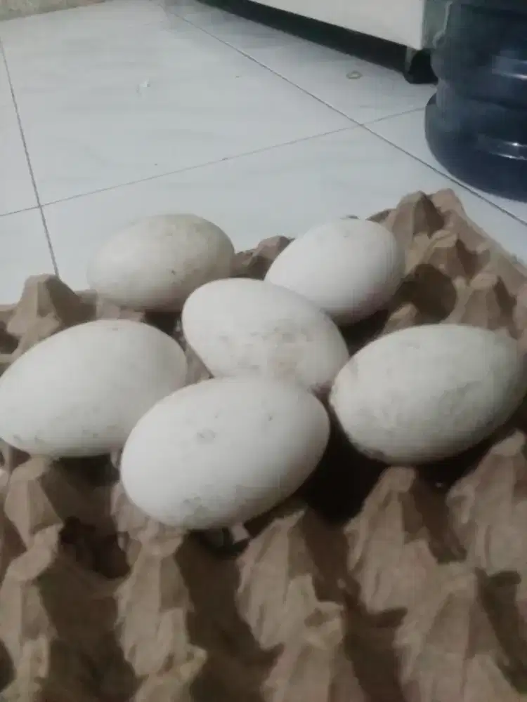 Telur angsa_ Bru netas